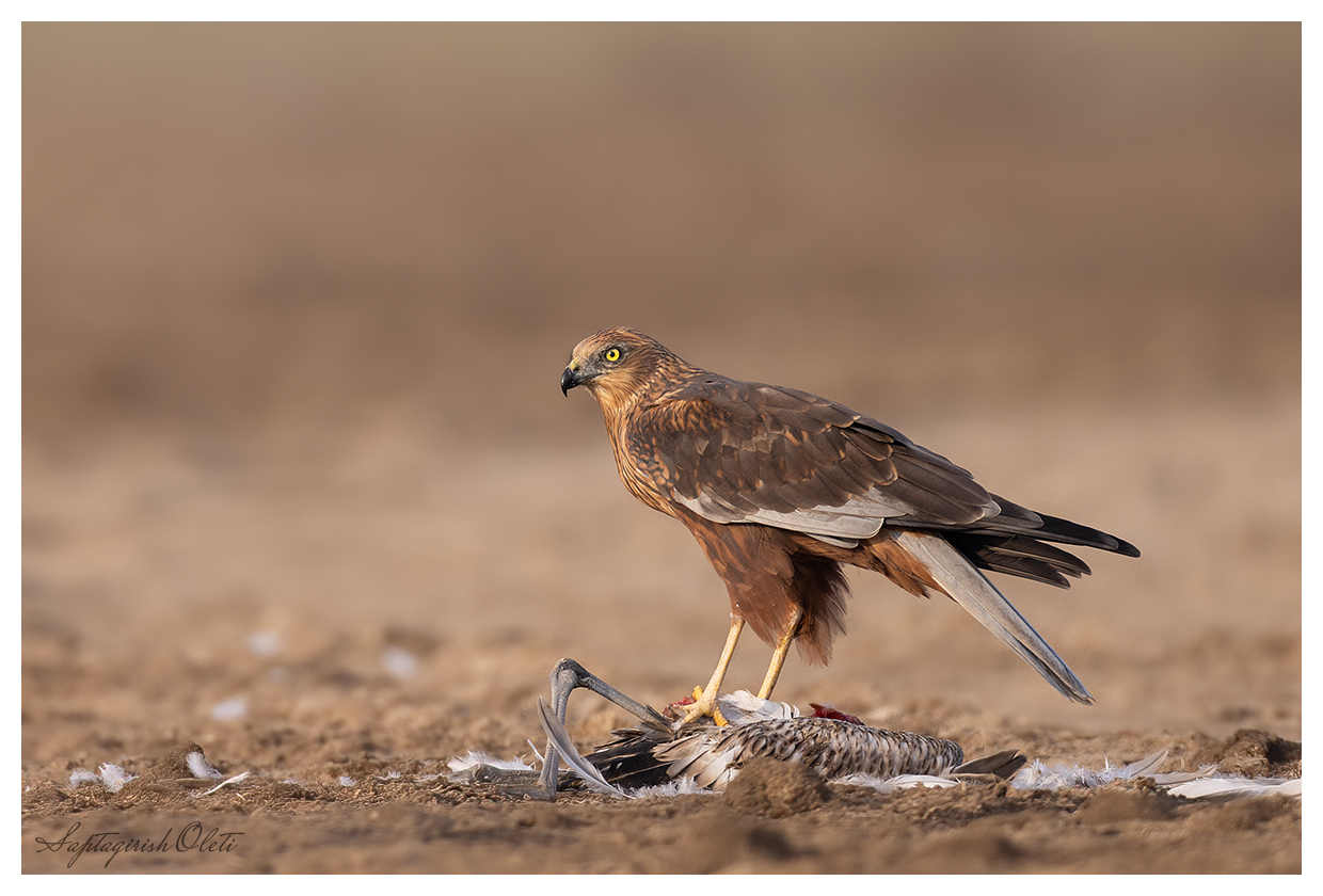 Western Marsh Harrier photographed at Little Rann of Kutch