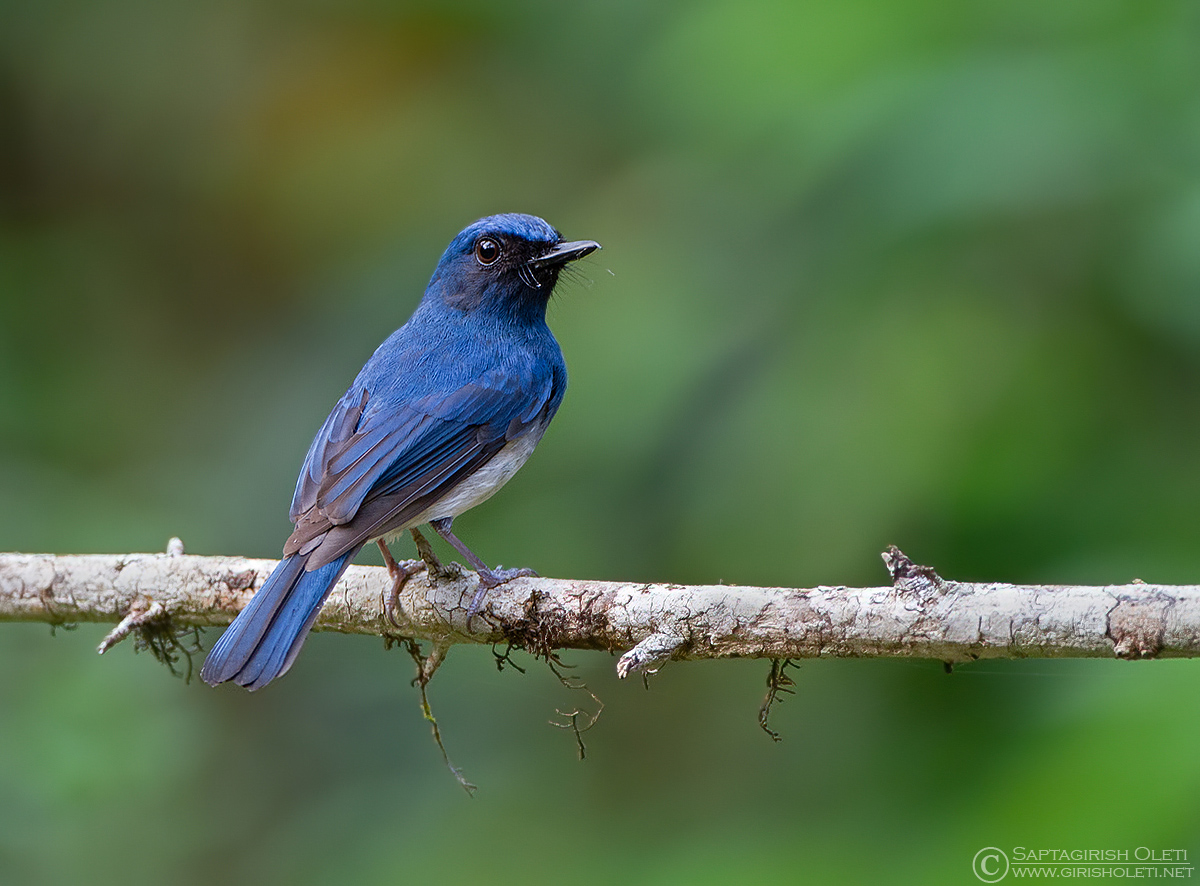 White-bellied Blue Flycatcher photographed at Coorg, Karnataka