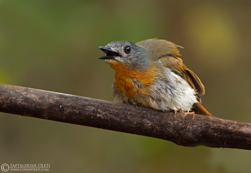 White-bellied Blue Flycatcher photographed at 