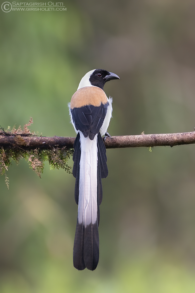 White-bellied Treepie photographed at Thattekad, Kerala