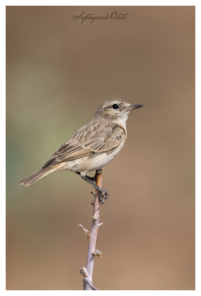 White-browed Bushchat (Stoliczka's Bushchat) photographed at Nalsarovar