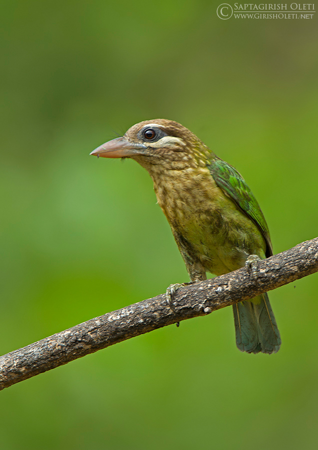 White-cheeked Barbet photographed at Sattal