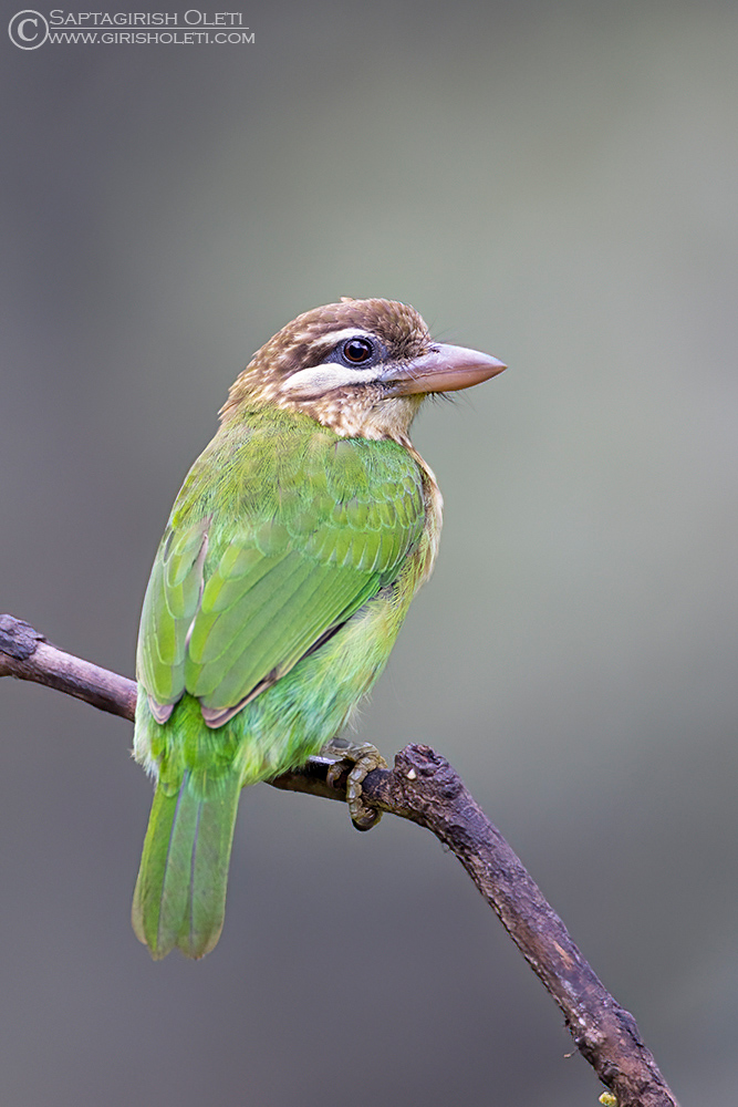 White-cheeked Barbet photographed at Munnar, Kerala