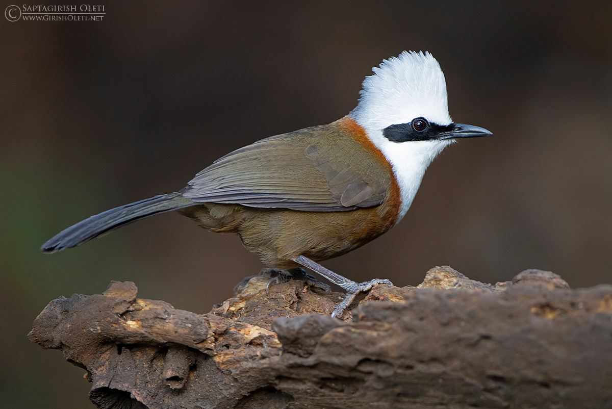 White-crested Laughingthrush photographed at Sattal