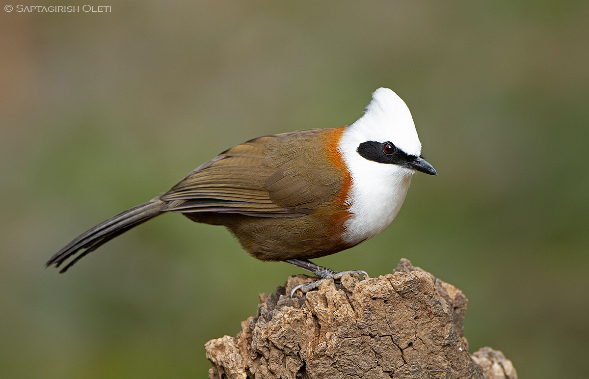 White-crested Laughingthrush photographed at Sattal, India