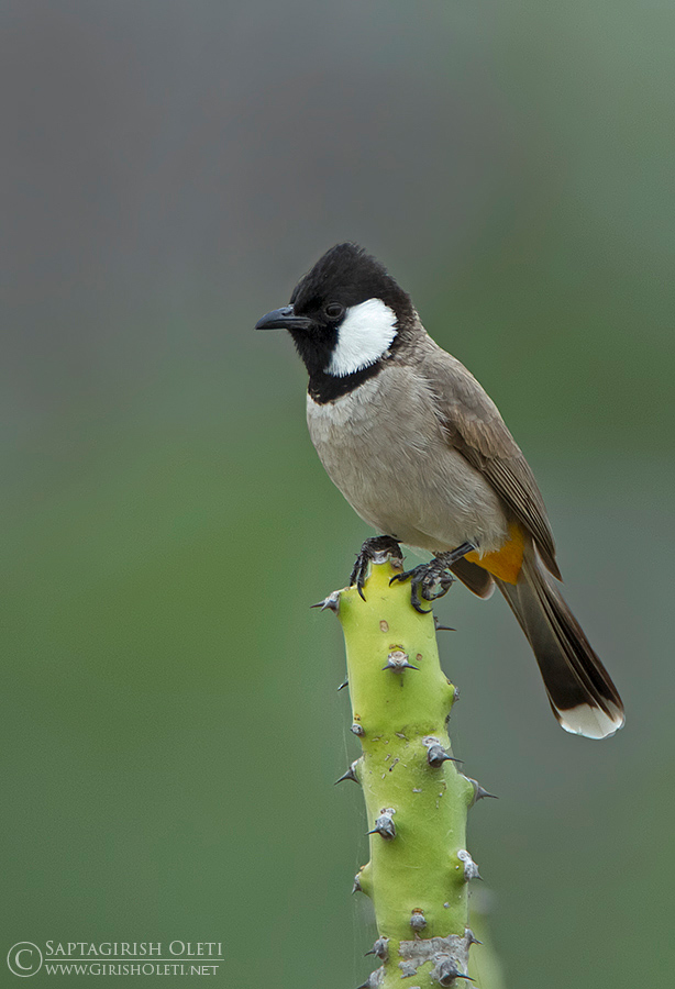 White-eared Bulbul photographed at Banni grass lands, Kutch, Guja