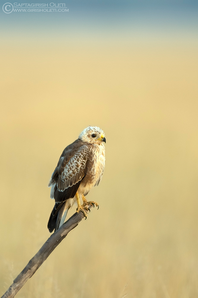 White-eyed Buzzard photographed at Taal Chappar, Rajasthan