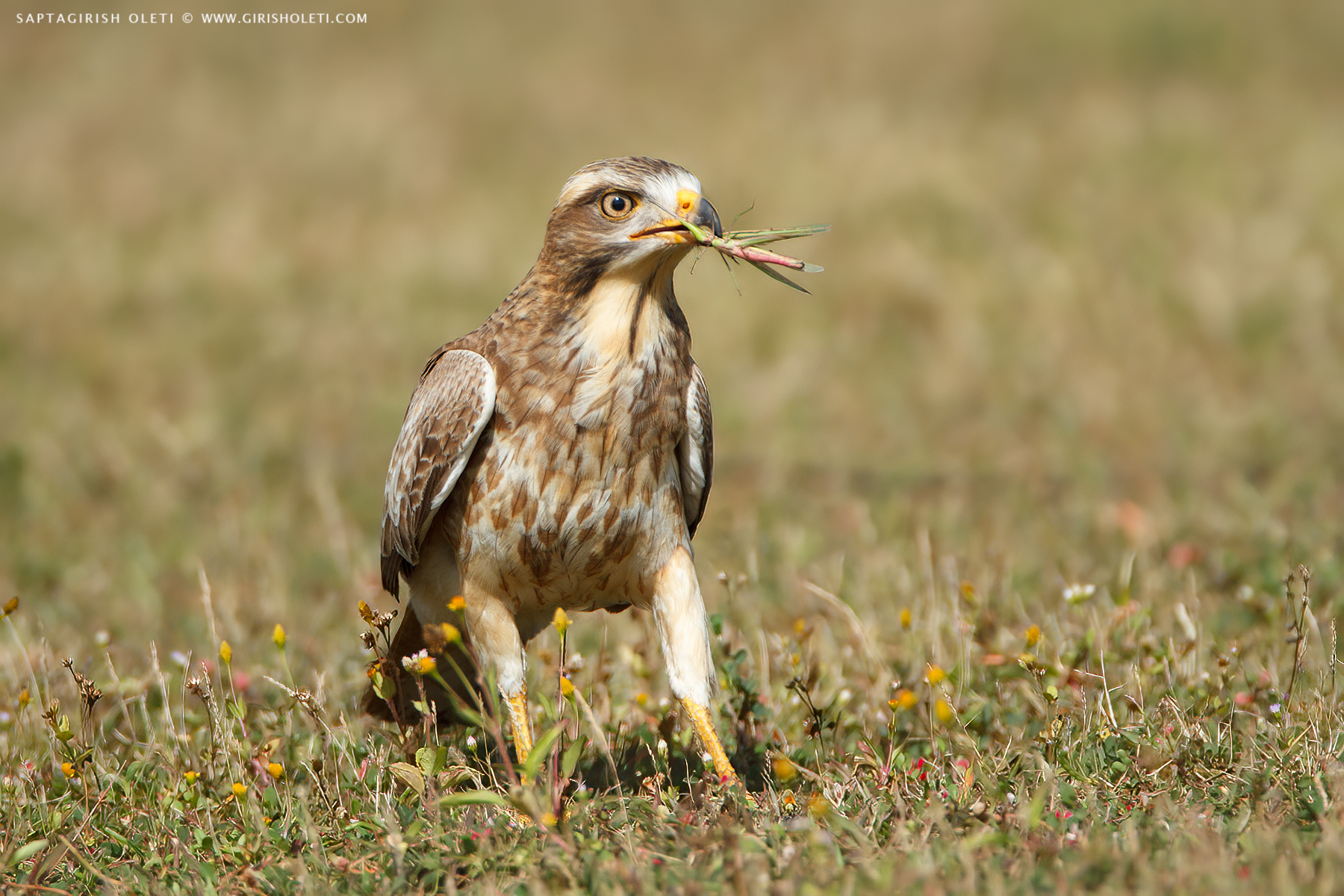 White-eyed Buzzard photographed at Bangalore