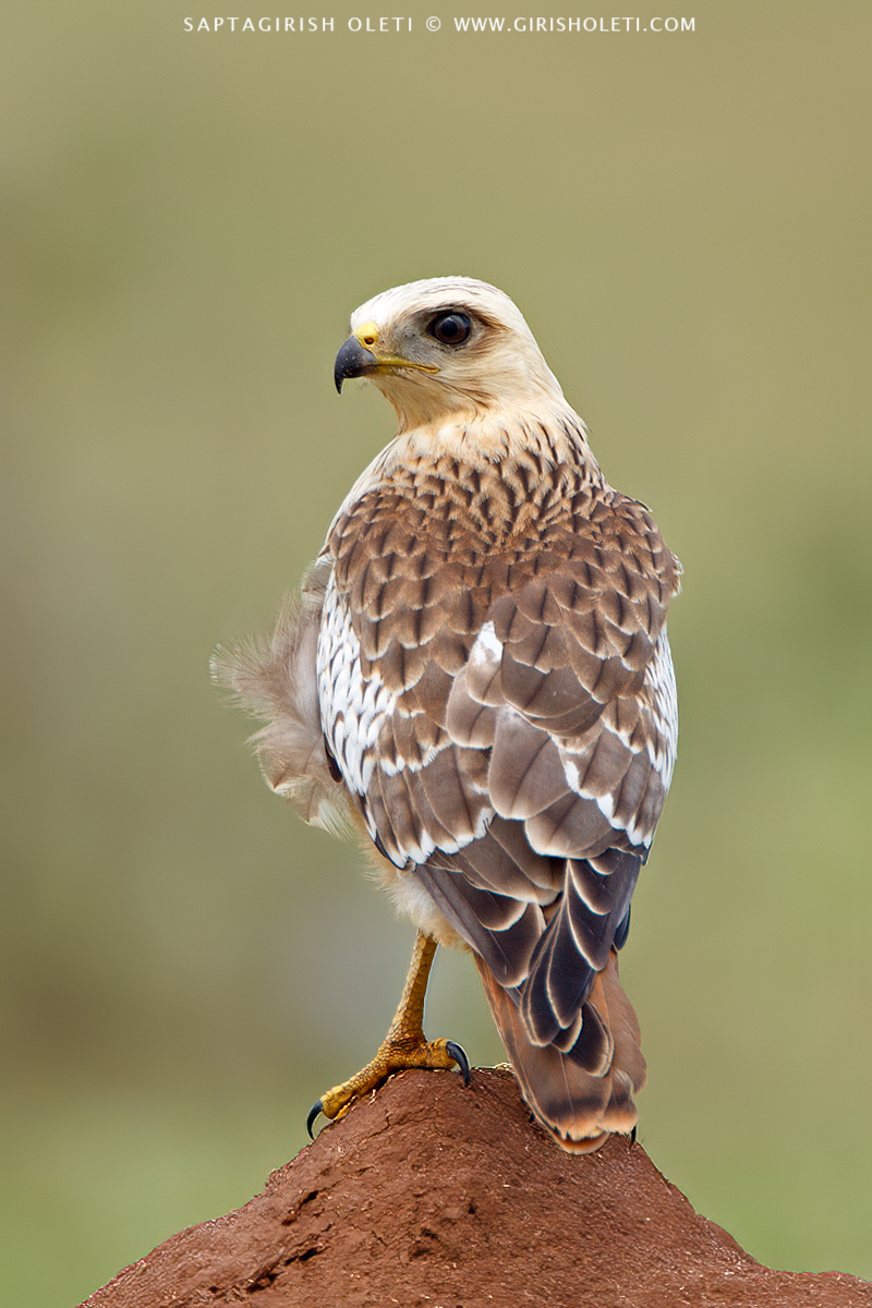 White-eyed Buzzard photographed at Bangalore, India