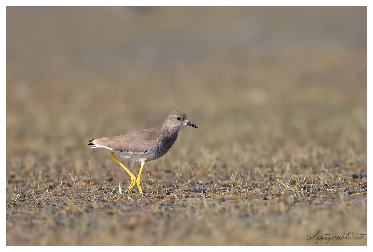 White-tailed Lapwing photographed at Little Rann of Kutch