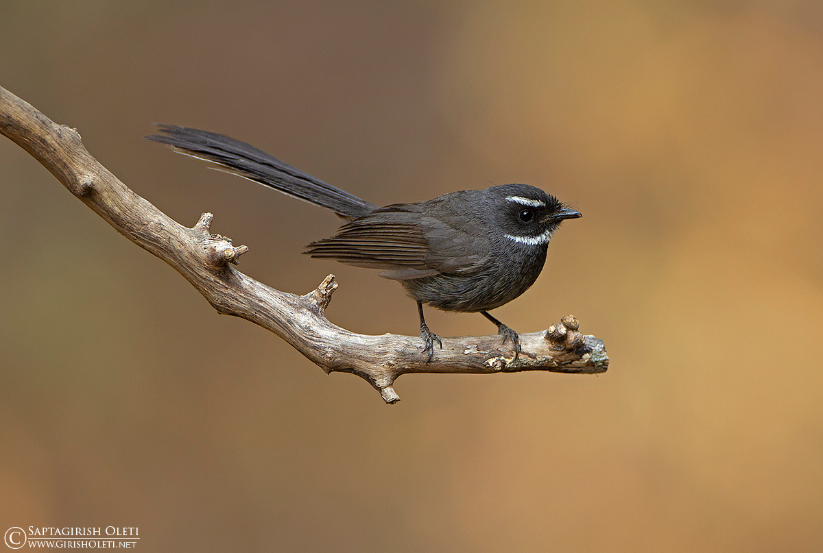 White-throated Fantail photographed at Sattal
