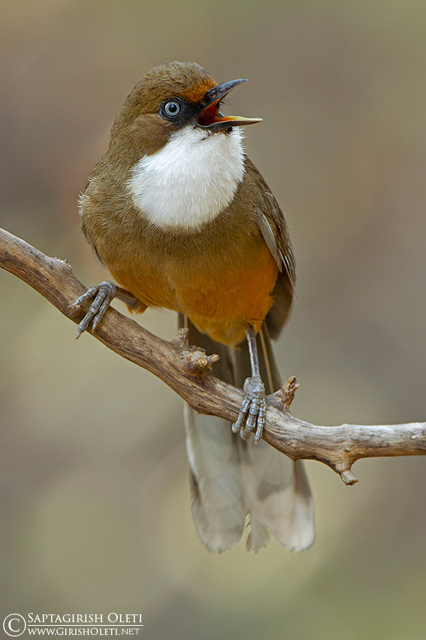 White-throated Laughingthrush photographed at Sattal