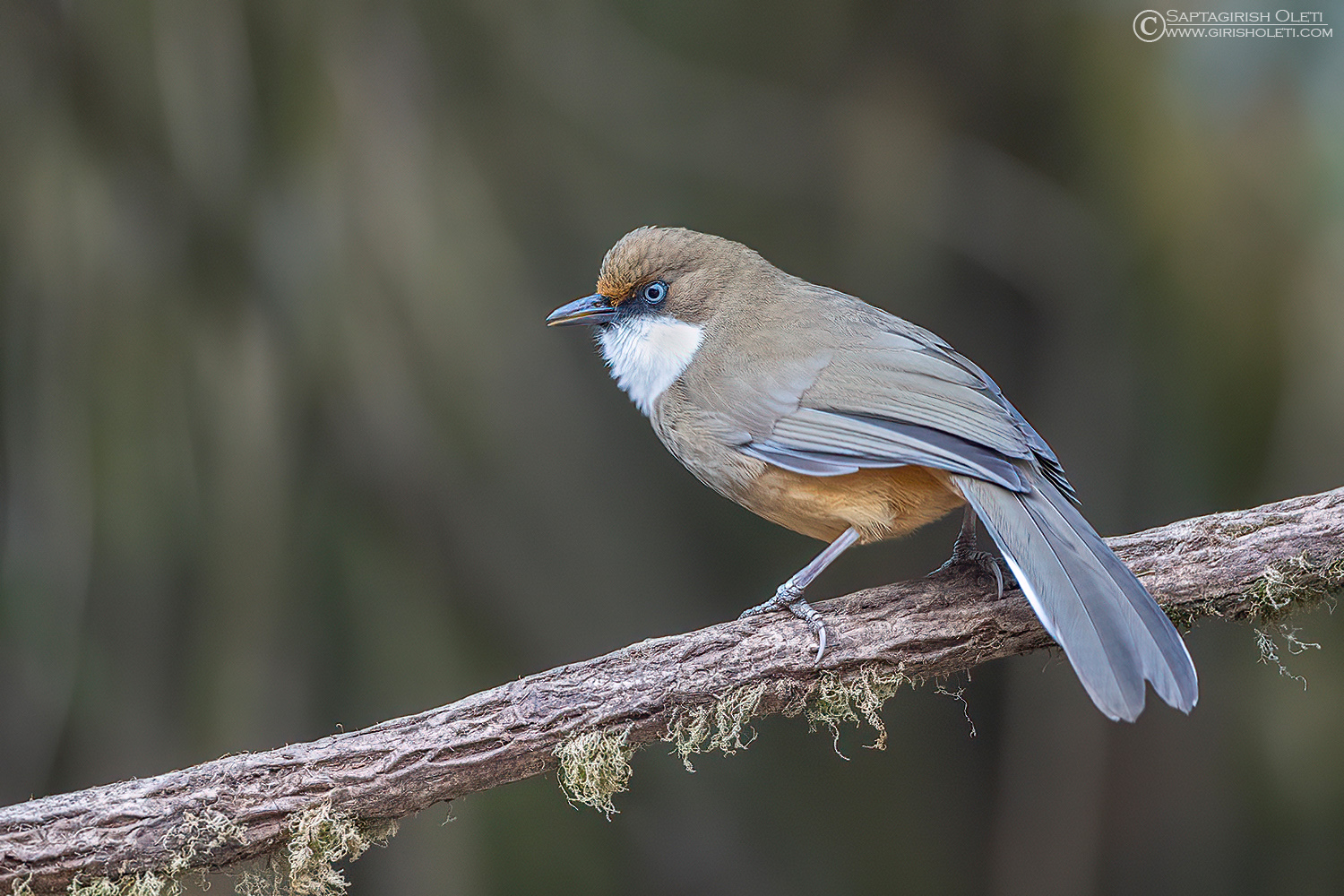 White-throated Laughingthrush photographed at Tiger hills, Darjeeling