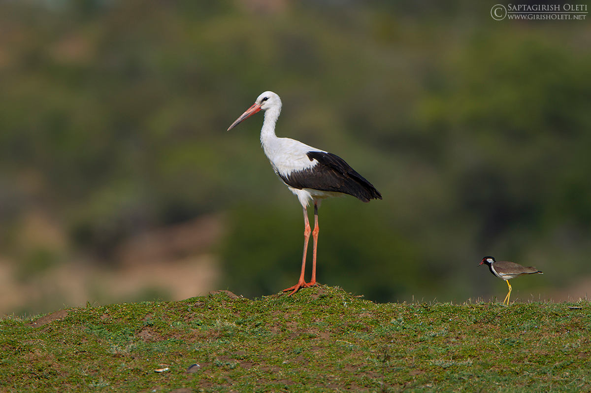 White Stork photographed at Bangalore