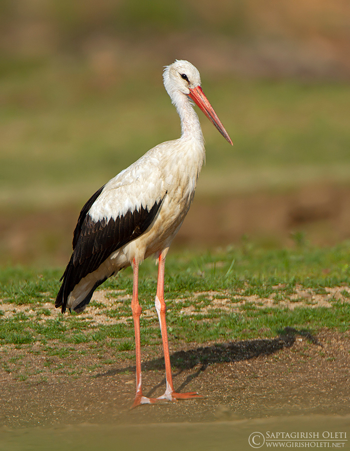 White Stork