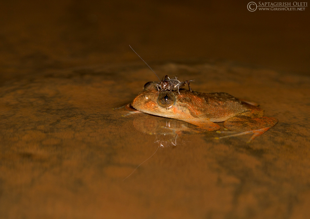 Wrinkled Frog photographed at Amboli, Maharastra, India