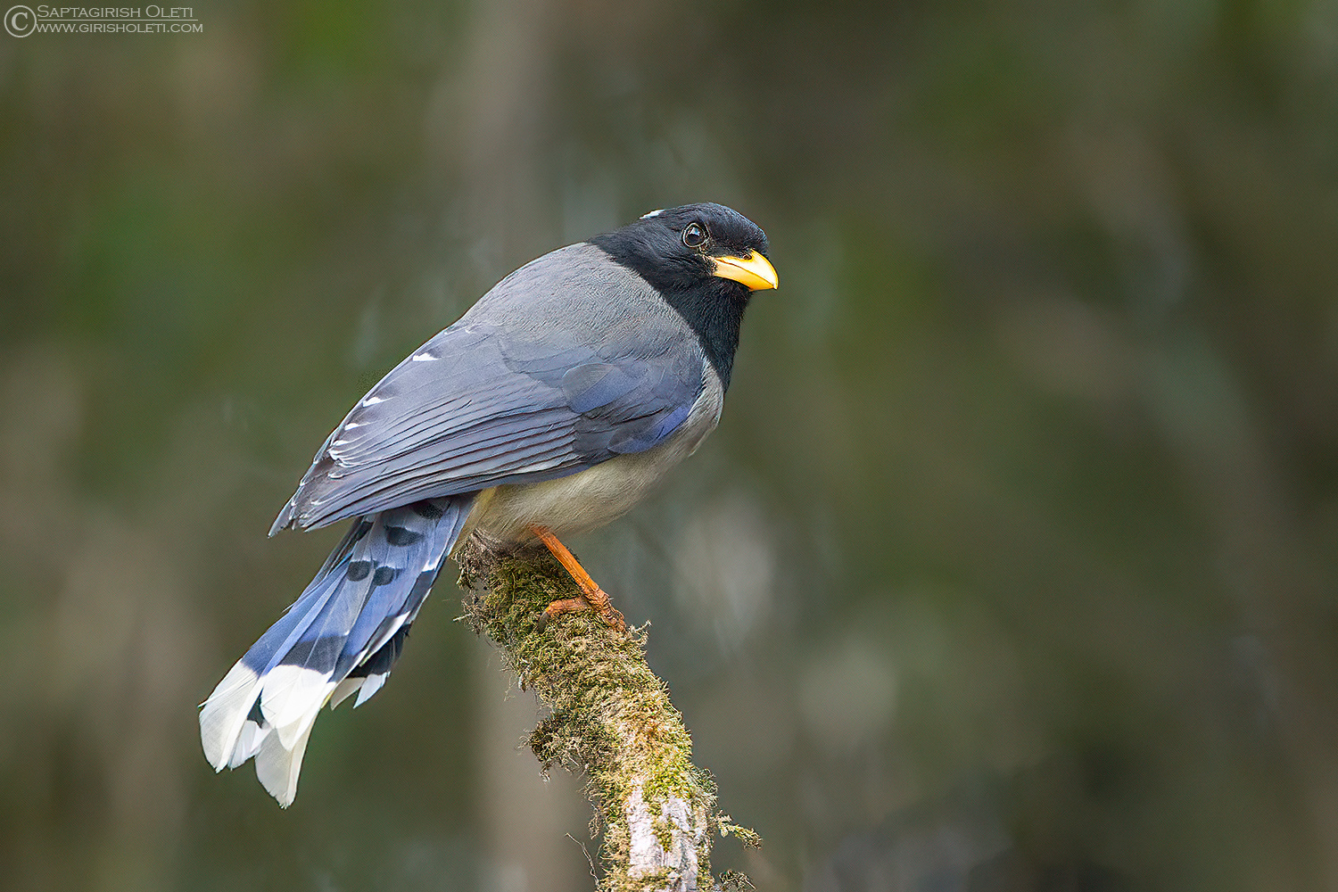 Yellow-billed Blue Magpie photographed at Tiger hills, Darjeeling