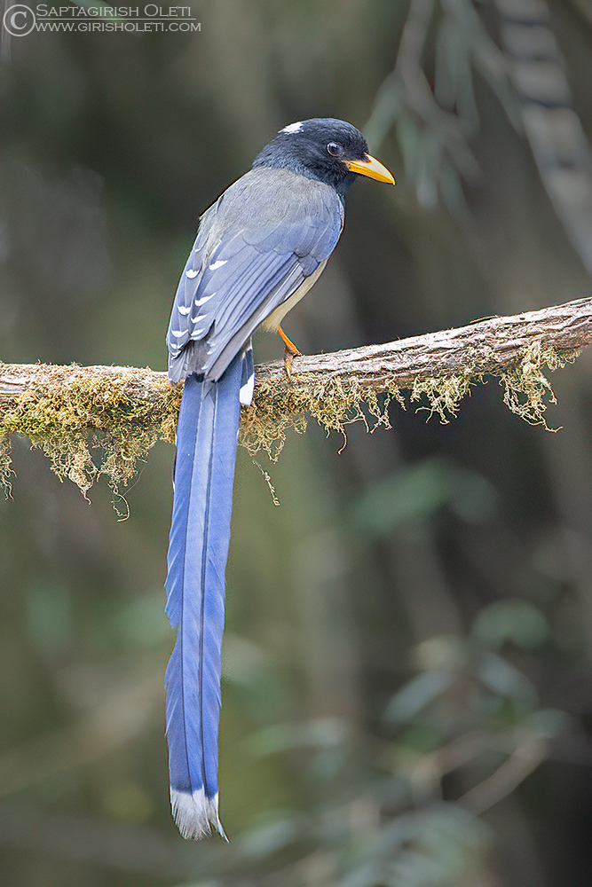 Yellow-billed Blue Magpie photographed at Tiger hills, Darjeeling