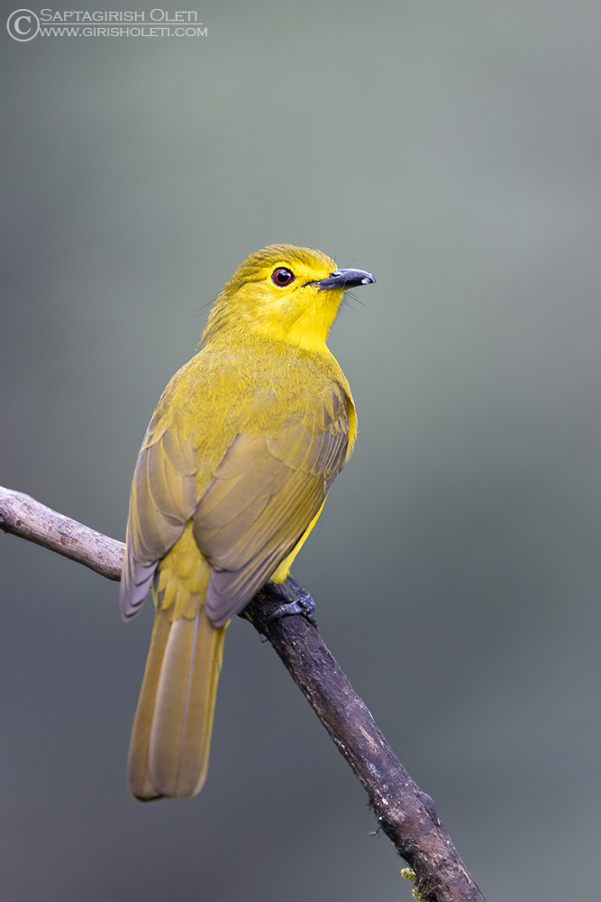 Yellow-browed Bulbul photographed at Munnar, Kerala