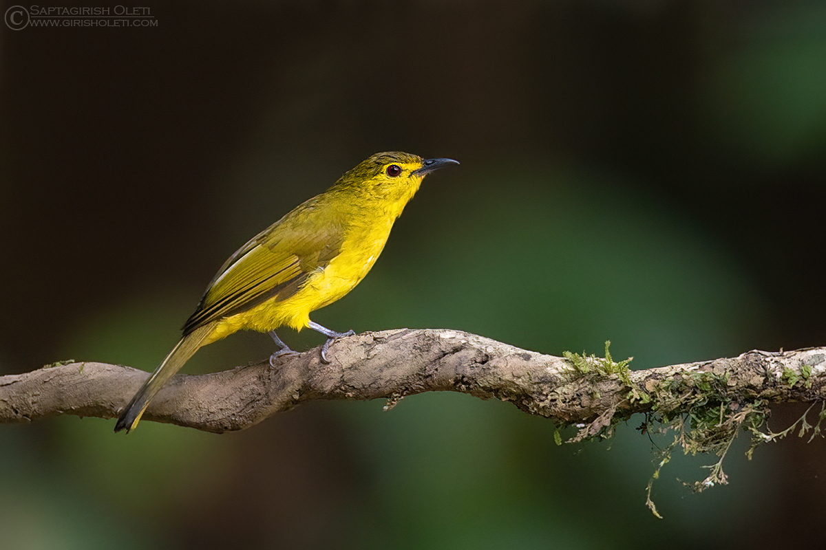 Yellow-browed Bulbul photographed at Thattekad, Kerala