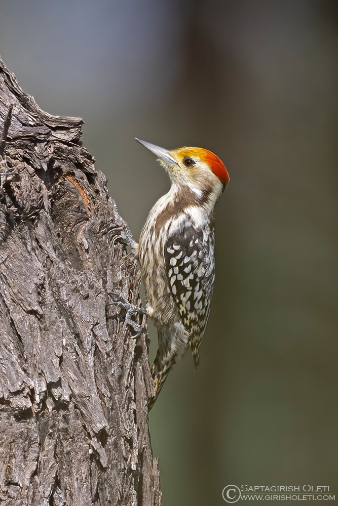 Yellow-crowned Woodpecker photographed at Taal Chappar, Rajasthan
