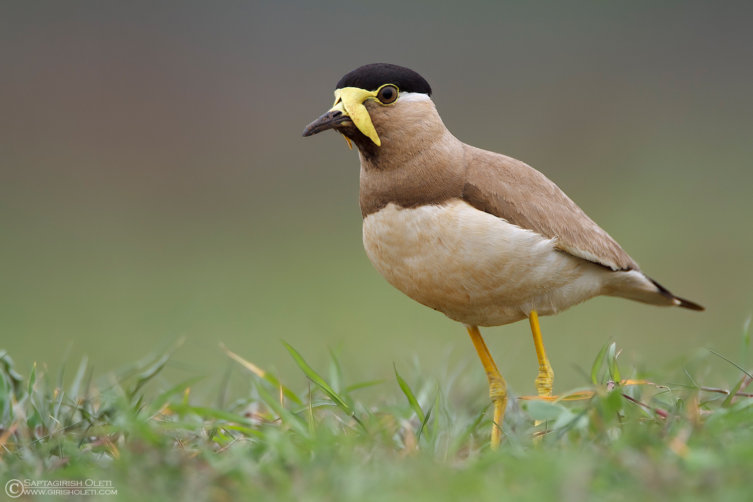 Yellow-wattled Lapwing photographed at Bangalore, India