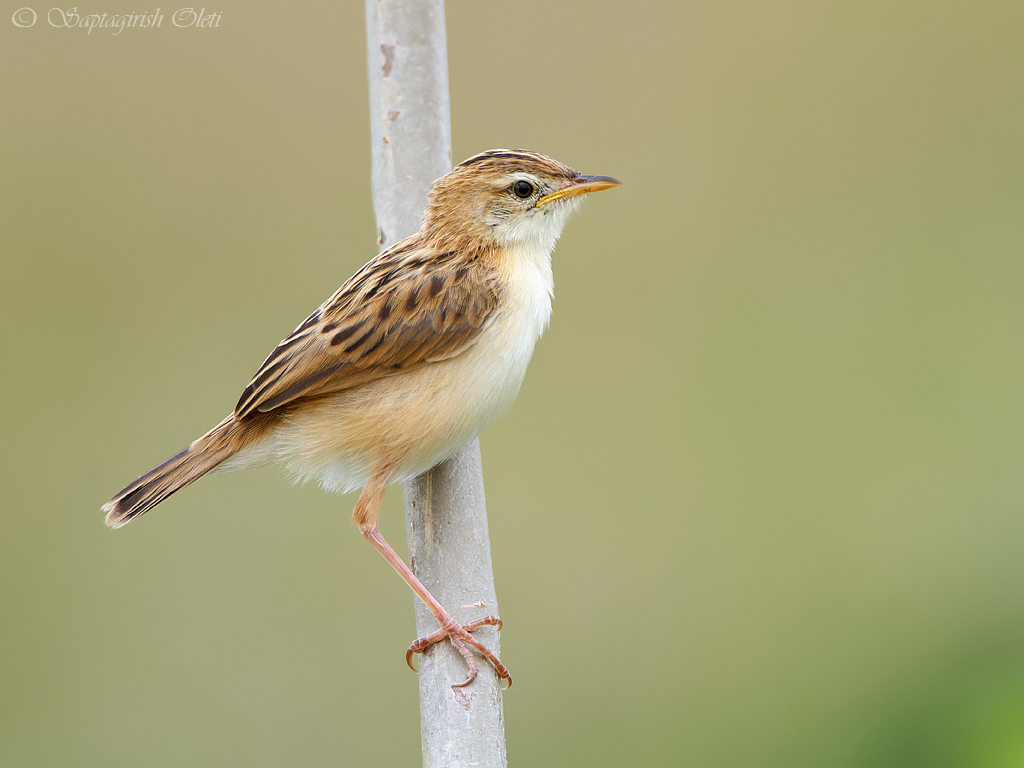 Zitting Cisticola