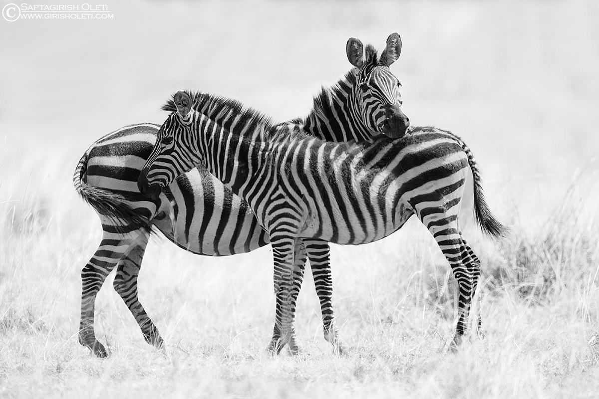 zebra photographed at Masai Mara, Kenya