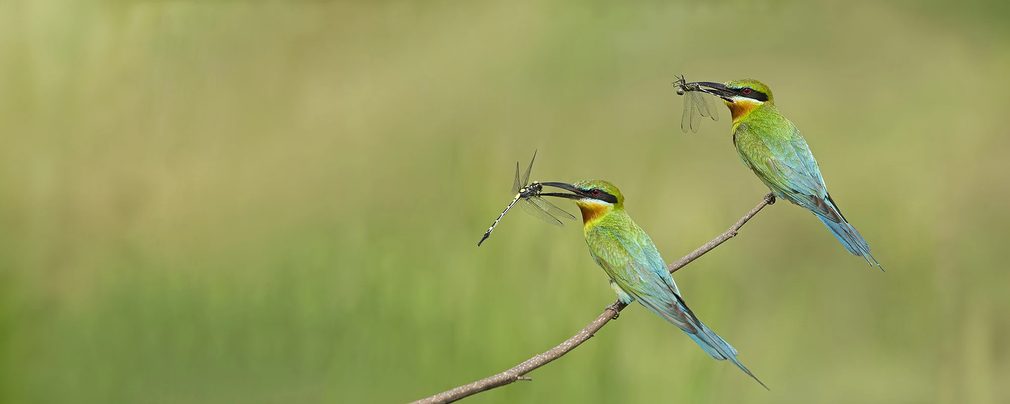 Featured wildlife photograph