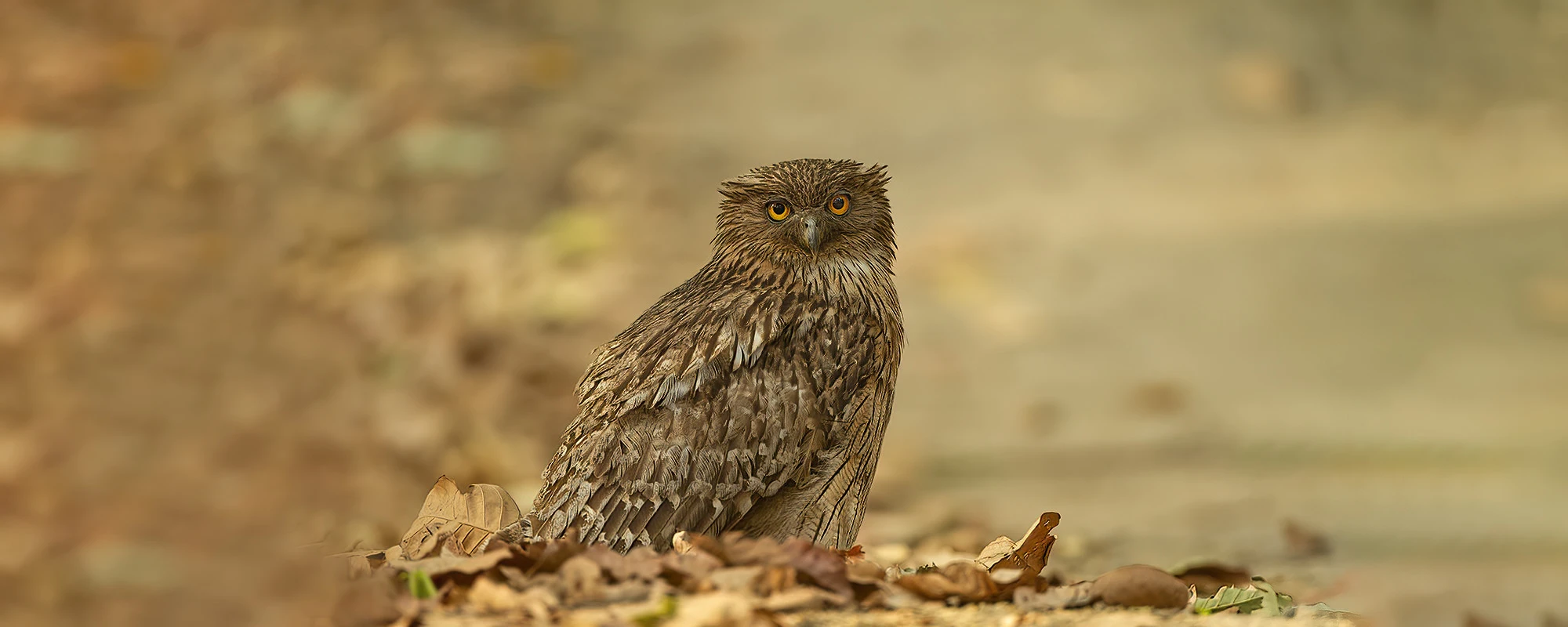 Featured wildlife photograph