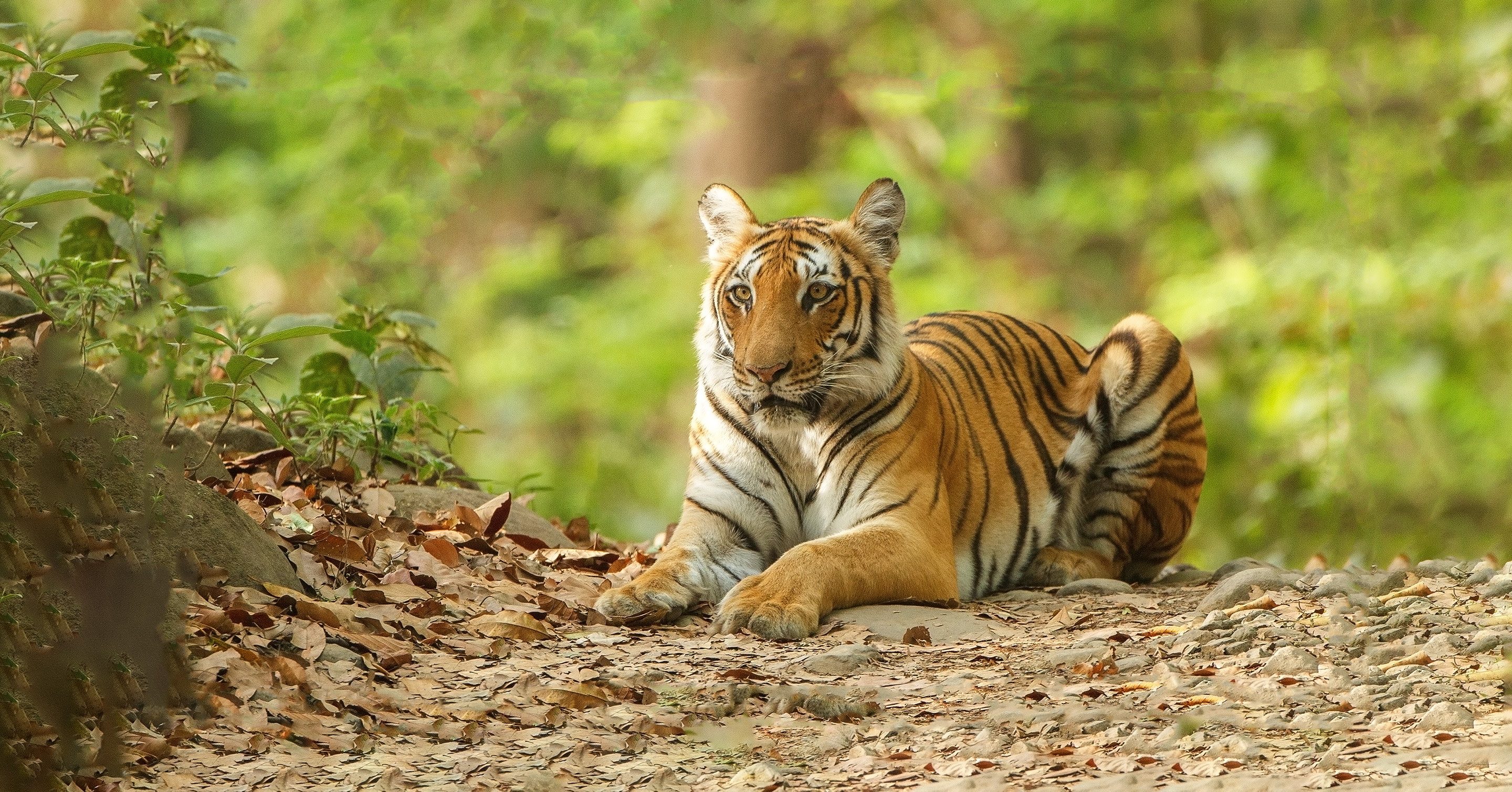 Featured wildlife photograph