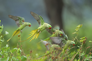 Alexandrine Parakeet