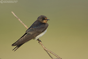Barn Swallow