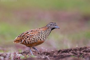 Barred Buttonquail