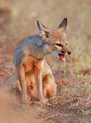 Bengal Fox