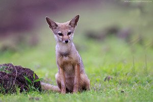 Bengal Fox