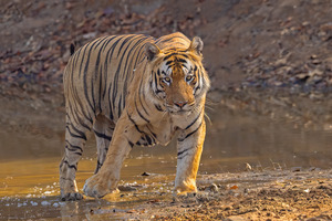 Bengal Tiger photographed at Tadoba Andhari Tiger Reserve