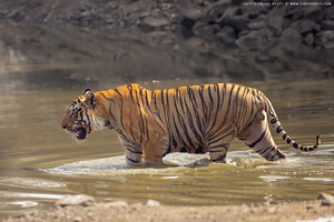 Bengal Tiger photographed at Tadoba Andhari Tiger Reserve