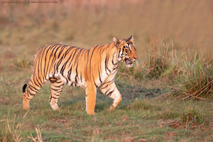 Bengal Tiger photographed at Tadoba Andhari Tiger Reserve
