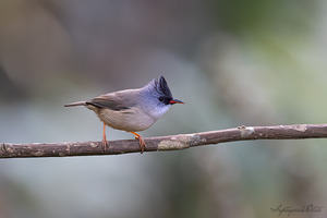 Black-chinned Yuhina