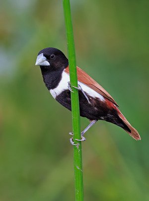 Black-headed Munia
