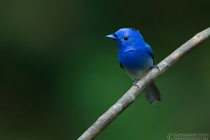 Black-naped Monarch