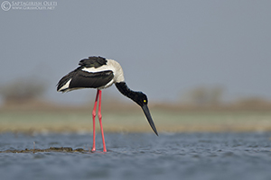 Black-necked Stork