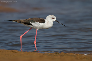 Black-winged Stilt