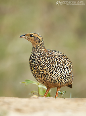 Black Francolin