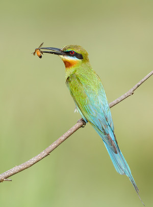 Blue-tailed Bee-eater photographed at Mysore, India