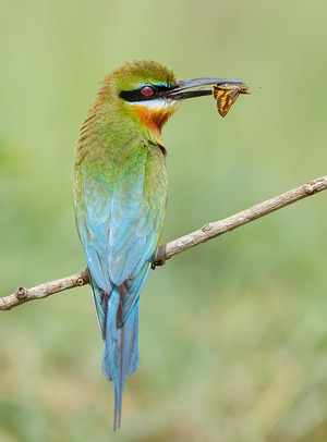 Blue-tailed Bee-eater photographed at Mysore, India