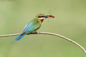 Blue-tailed Bee-eater photographed at Mysore, India