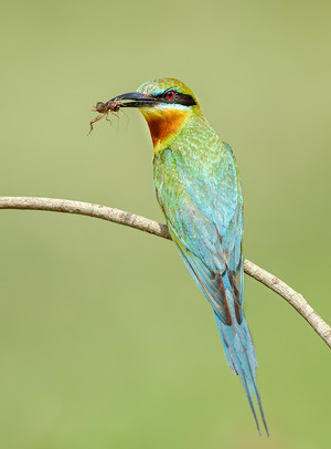 Blue-tailed Bee-eater photographed at Mysore, India