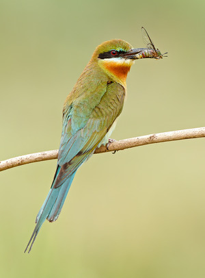 Blue-tailed Bee-eater